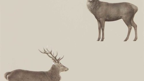 Evesham Deer 216618